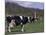 Holstein Cows on Farm, Belleville, Wisconsin-Lynn M^ Stone-Mounted Photographic Print