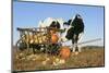 Holstein Cows-null-Mounted Photographic Print