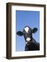 Holstein Dairy Cow(S) in October, Granby, Connecticut, USA-Lynn M^ Stone-Framed Photographic Print