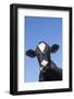 Holstein Dairy Cow(S) in October, Granby, Connecticut, USA-Lynn M^ Stone-Framed Photographic Print