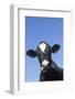 Holstein Dairy Cow(S) in October, Granby, Connecticut, USA-Lynn M^ Stone-Framed Photographic Print