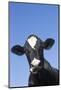 Holstein Dairy Cow(S) in October, Granby, Connecticut, USA-Lynn M^ Stone-Mounted Photographic Print