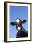 Holstein Dairy Cow(S) in October, Granby, Connecticut, USA-Lynn M^ Stone-Framed Photographic Print