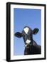 Holstein Dairy Cow(S) in October, Granby, Connecticut, USA-Lynn M^ Stone-Framed Photographic Print