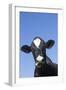 Holstein Dairy Cow(S) in October, Granby, Connecticut, USA-Lynn M^ Stone-Framed Photographic Print