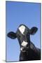 Holstein Dairy Cow(S) in October, Granby, Connecticut, USA-Lynn M^ Stone-Mounted Photographic Print