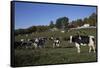 Holstein Dairy Cow(S) in October Pasture, Salem, New York, USA-Lynn M^ Stone-Framed Stretched Canvas