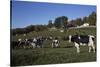 Holstein Dairy Cow(S) in October Pasture, Salem, New York, USA-Lynn M^ Stone-Stretched Canvas