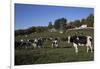 Holstein Dairy Cow(S) in October Pasture, Salem, New York, USA-Lynn M^ Stone-Framed Photographic Print