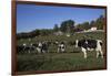 Holstein Dairy Cow(S) in October Pasture, Salem, New York, USA-Lynn M^ Stone-Framed Photographic Print