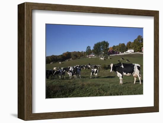 Holstein Dairy Cow(S) in October Pasture, Salem, New York, USA-Lynn M^ Stone-Framed Photographic Print