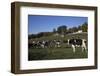 Holstein Dairy Cow(S) in October Pasture, Salem, New York, USA-Lynn M^ Stone-Framed Photographic Print