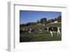 Holstein Dairy Cow(S) in October Pasture, Salem, New York, USA-Lynn M^ Stone-Framed Photographic Print