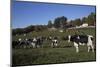 Holstein Dairy Cow(S) in October Pasture, Salem, New York, USA-Lynn M^ Stone-Mounted Photographic Print