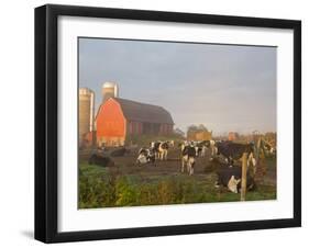 Holstein dairy cows outside a barn, Boyd, Wisconsin, USA-Chuck Haney-Framed Photographic Print