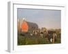 Holstein dairy cows outside a barn, Boyd, Wisconsin, USA-Chuck Haney-Framed Photographic Print