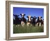 Holstein Dairy Cows, WI-Mark Gibson-Framed Photographic Print