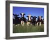 Holstein Dairy Cows, WI-Mark Gibson-Framed Photographic Print