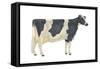 Holstein-Friesian Cow, Dairy Cattle, Mammals-Encyclopaedia Britannica-Framed Stretched Canvas