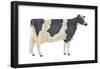 Holstein-Friesian Cow, Dairy Cattle, Mammals-Encyclopaedia Britannica-Framed Poster