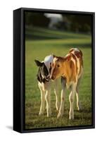 Holstein-Jersey Mix Calf and Holstein Calf-DLILLC-Framed Stretched Canvas