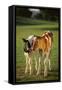 Holstein-Jersey Mix Calf and Holstein Calf-DLILLC-Framed Stretched Canvas