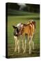 Holstein-Jersey Mix Calf and Holstein Calf-DLILLC-Stretched Canvas