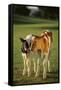 Holstein-Jersey Mix Calf and Holstein Calf-DLILLC-Framed Stretched Canvas