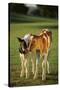Holstein-Jersey Mix Calf and Holstein Calf-DLILLC-Stretched Canvas