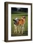 Holstein-Jersey Mix Calf and Holstein Calf-DLILLC-Framed Photographic Print