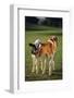 Holstein-Jersey Mix Calf and Holstein Calf-DLILLC-Framed Photographic Print