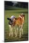 Holstein-Jersey Mix Calf and Holstein Calf-DLILLC-Mounted Photographic Print