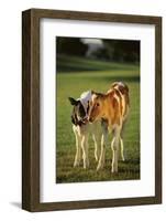 Holstein-Jersey Mix Calf and Holstein Calf-DLILLC-Framed Photographic Print