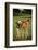 Holstein-Jersey Mix Calf and Holstein Calf-DLILLC-Framed Photographic Print