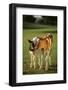 Holstein-Jersey Mix Calf and Holstein Calf-DLILLC-Framed Photographic Print