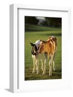 Holstein-Jersey Mix Calf and Holstein Calf-DLILLC-Framed Photographic Print