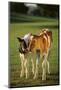 Holstein-Jersey Mix Calf and Holstein Calf-DLILLC-Mounted Photographic Print