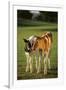 Holstein-Jersey Mix Calf and Holstein Calf-DLILLC-Framed Photographic Print