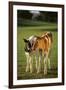 Holstein-Jersey Mix Calf and Holstein Calf-DLILLC-Framed Photographic Print