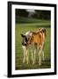 Holstein-Jersey Mix Calf and Holstein Calf-DLILLC-Framed Photographic Print