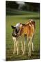 Holstein-Jersey Mix Calf and Holstein Calf-DLILLC-Mounted Photographic Print