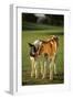 Holstein-Jersey Mix Calf and Holstein Calf-DLILLC-Framed Photographic Print