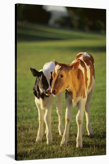 Holstein-Jersey Mix Calf and Holstein Calf-DLILLC-Stretched Canvas