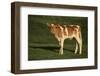 Holstein-Jersey Mix Calf-DLILLC-Framed Photographic Print