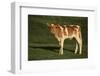 Holstein-Jersey Mix Calf-DLILLC-Framed Photographic Print