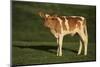 Holstein-Jersey Mix Calf-DLILLC-Mounted Photographic Print