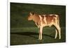 Holstein-Jersey Mix Calf-DLILLC-Framed Photographic Print