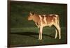 Holstein-Jersey Mix Calf-DLILLC-Framed Photographic Print