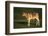 Holstein-Jersey Mix Calf-DLILLC-Framed Photographic Print