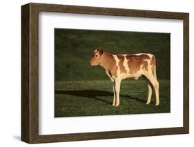 Holstein-Jersey Mix Calf-DLILLC-Framed Photographic Print